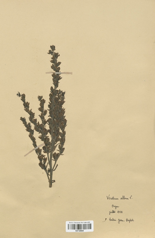 Veratrum album (Liliaceae)