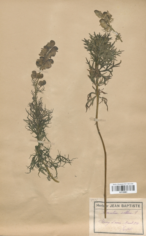 Aconitum anthora (Renonculaceae)