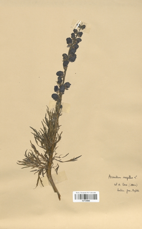Aconitum napellum (Renonculaceae)