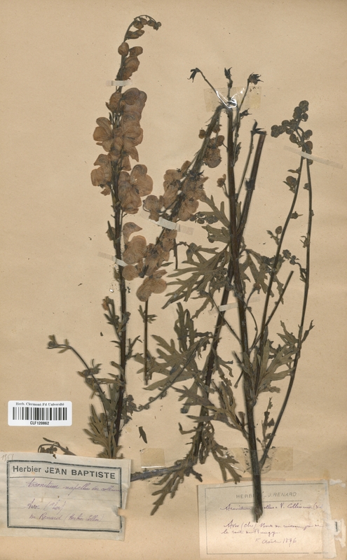 Aconitum napellum collinum (Renonculaceae)