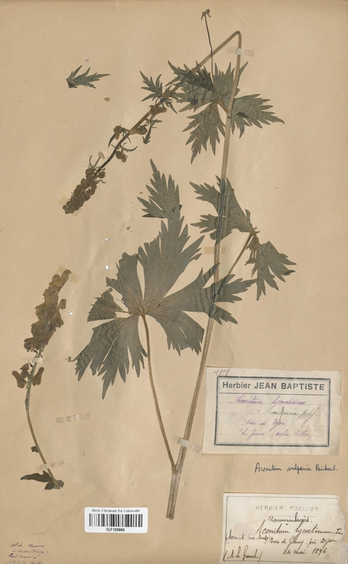 Aconitum vulparia (Renonculaceae)