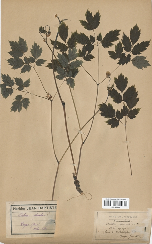 Actaea spicata (Renonculaceae)
