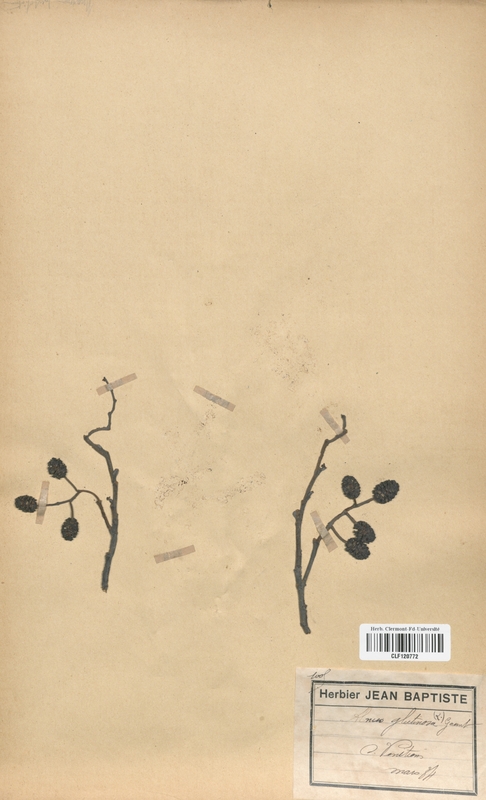 Alnus glutinosa (Betulaceae)