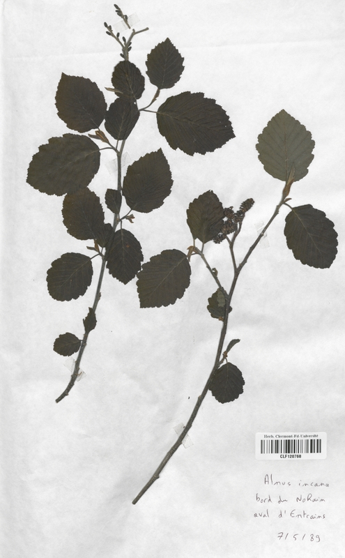 Alnus incana (Betulaceae)