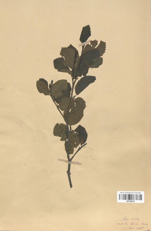 Alnus viridis (Betulaceae)