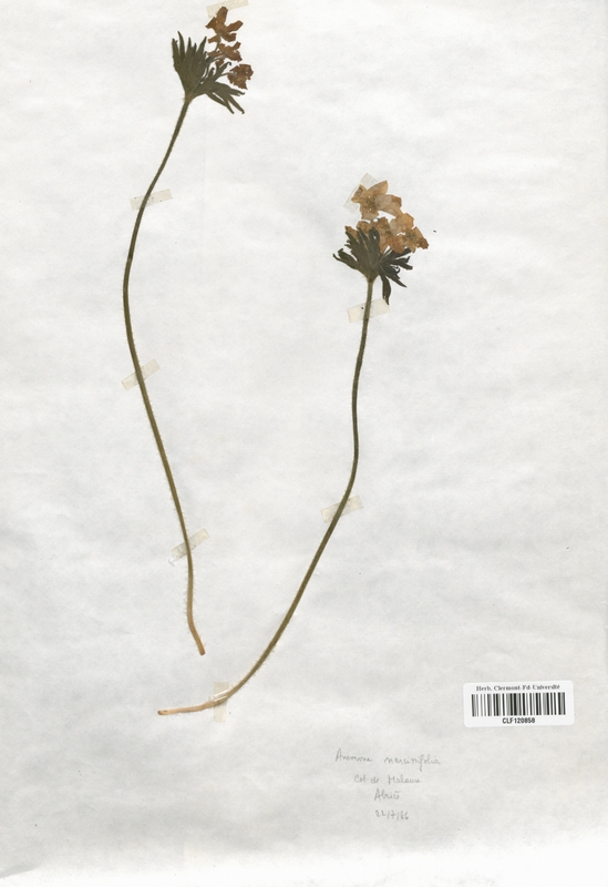 Anemone narcissiflora (Renonculaceae)