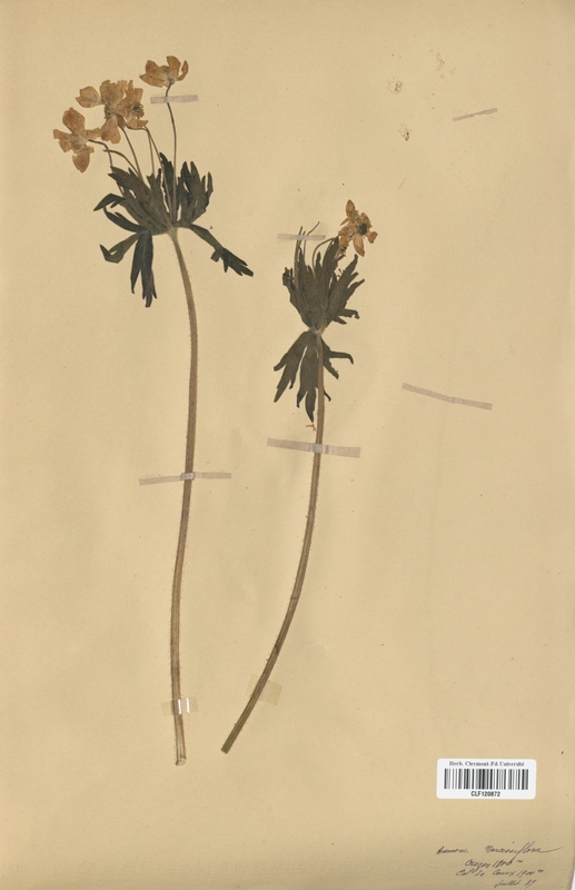 Anemone narcissiflora (Renonculaceae)