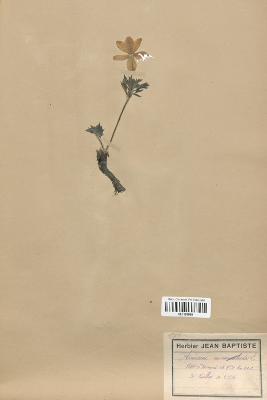 Anemone ranunculoides (Renonculaceae)