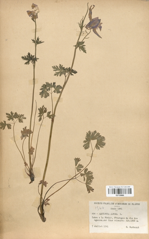 Aquilegia alpina (Renonculaceae)