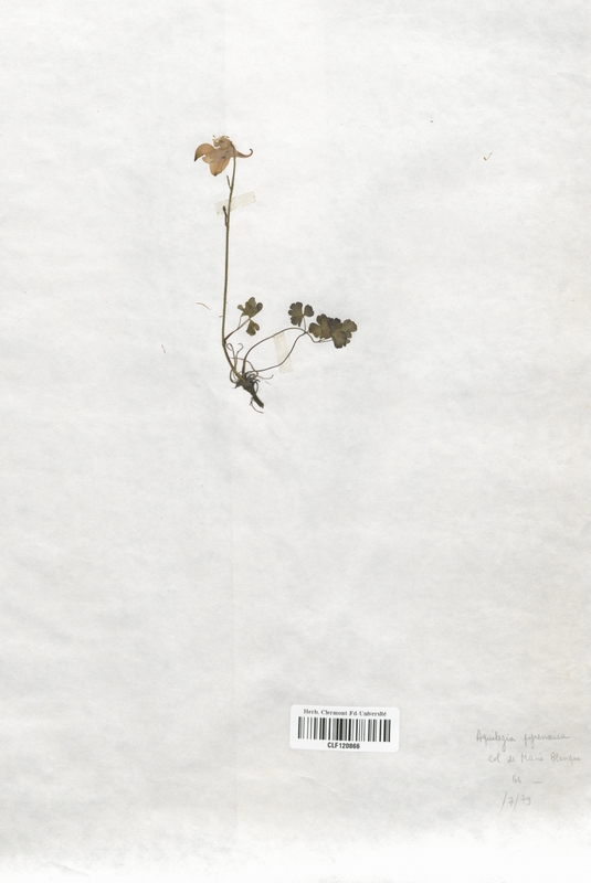 Aquilegia pyrenaica (Renonculaceae)