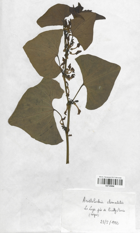 Aristolochia pistolochia (Aristolochiaceae)