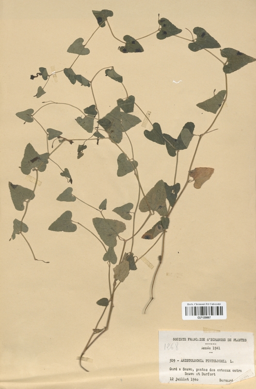 Aristolochia pistolochia (Aristolochiaceae)