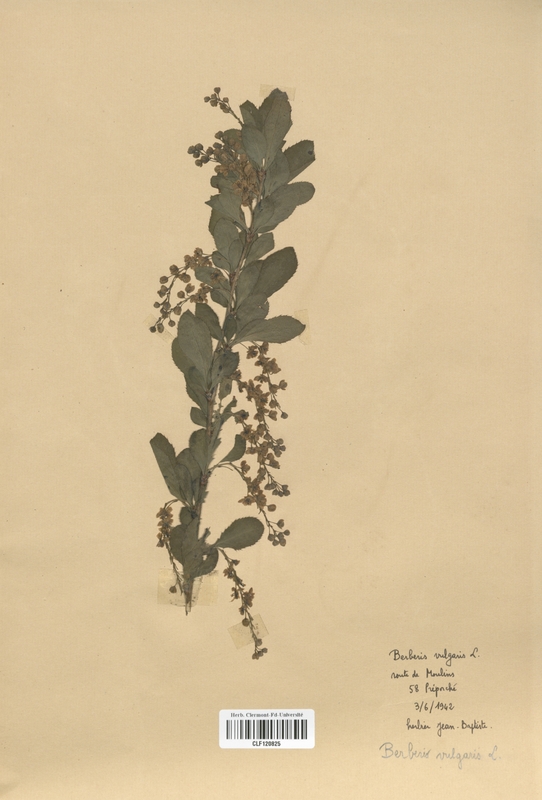 Berberis vulgaris (Berberidaceae)
