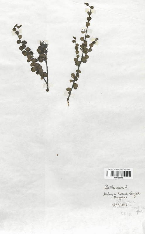 Betula nana (Betulaceae)