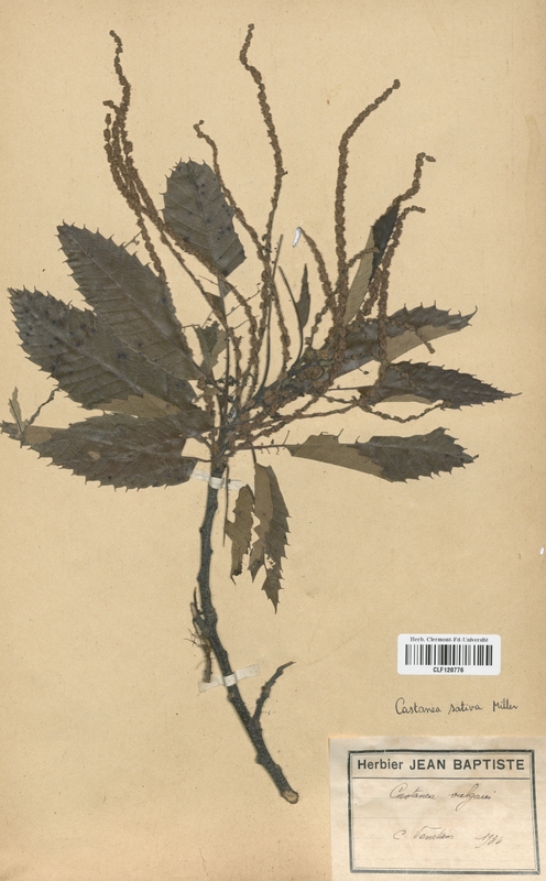 Castanea sativa (Fagaceae)
