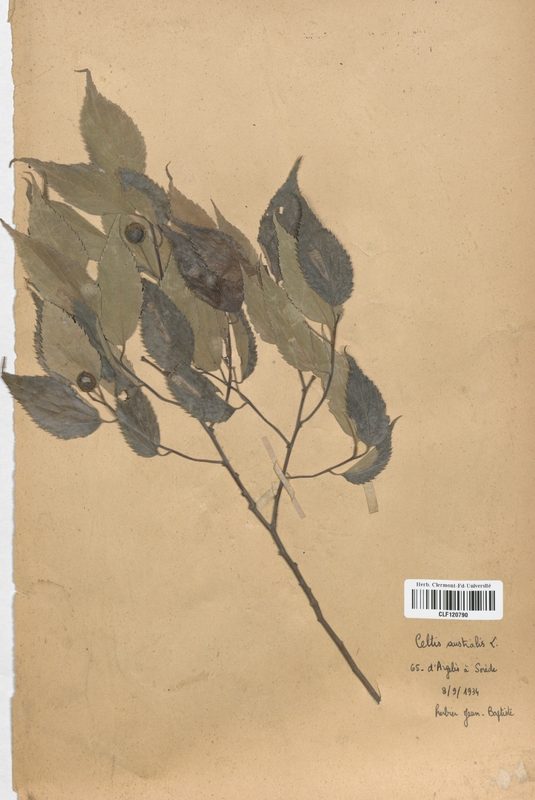Celtis australis (Moraceae)