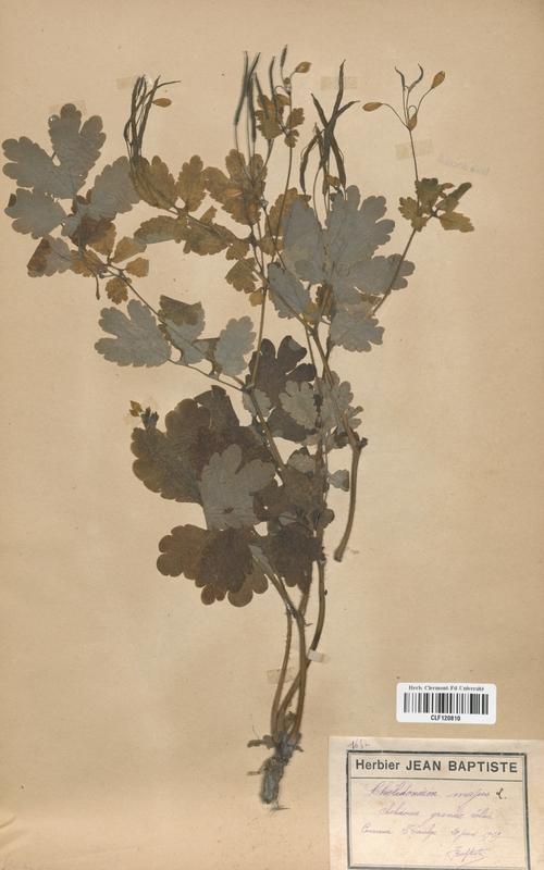Chelidonium majus (Papaveraceae)