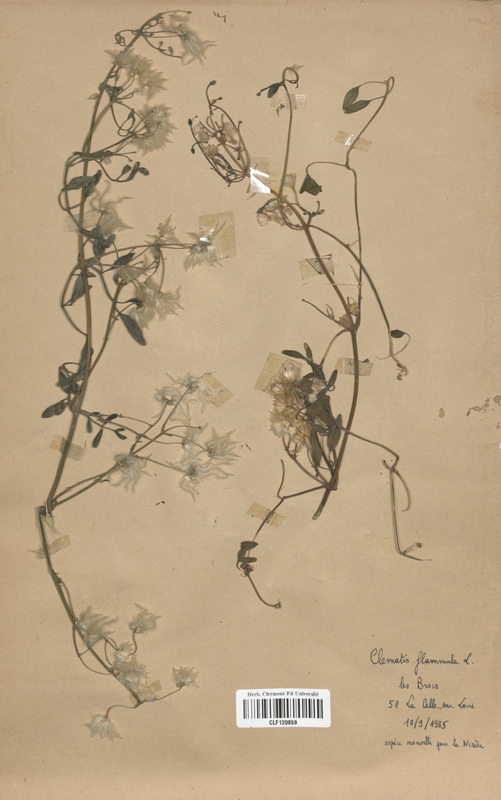Clematis flammula (Renonculaceae)