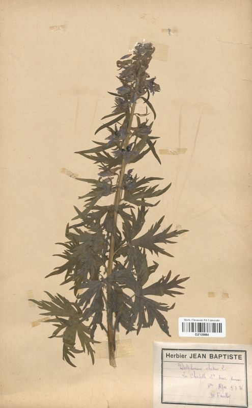 Delphinium elatium (Renonculaceae)