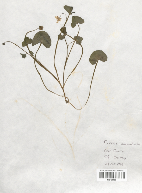 Ficaria ranunculoides (Renonculaceae)