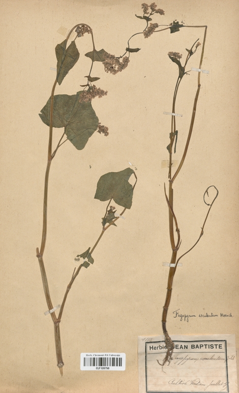 Fagopyrum esculentum (Polygonaceae)