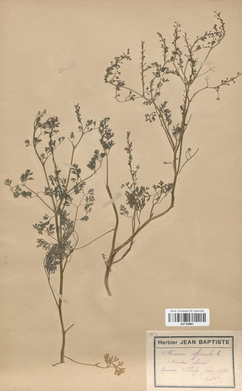 Fumaria officinalis (Fumariaceae)