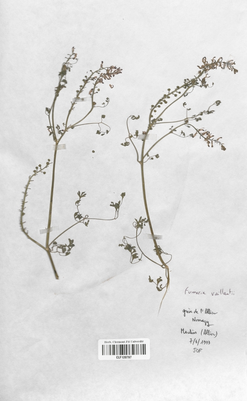 Fumaria vaillantii (Fumariaceae)