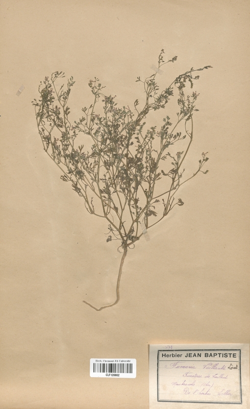 Fumaria vaillantii (Fumariaceae)
