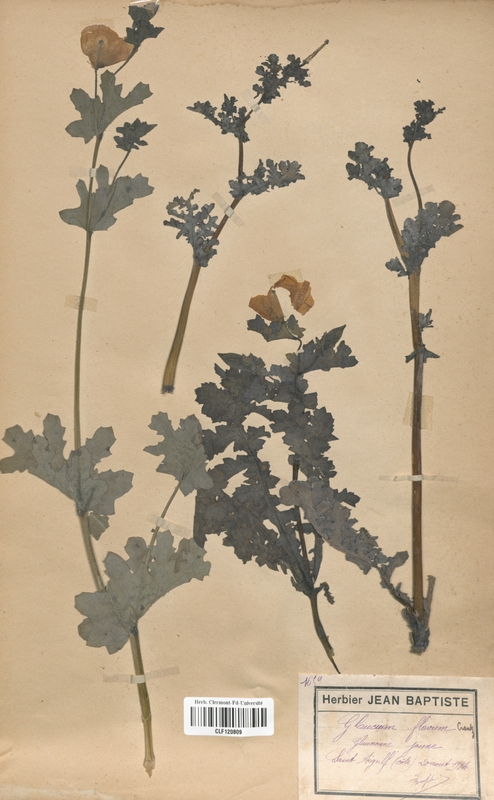 Glaucium flavum (Papaveraceae)