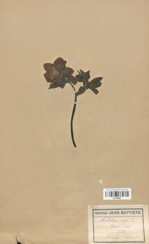 Helleborus niger (Renonculaceae)