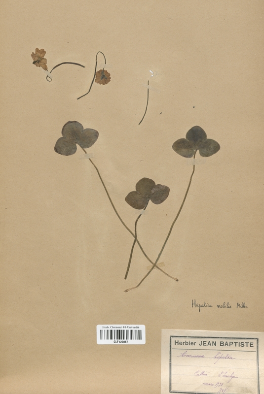 Hepatica nobilis (Renonculaceae)