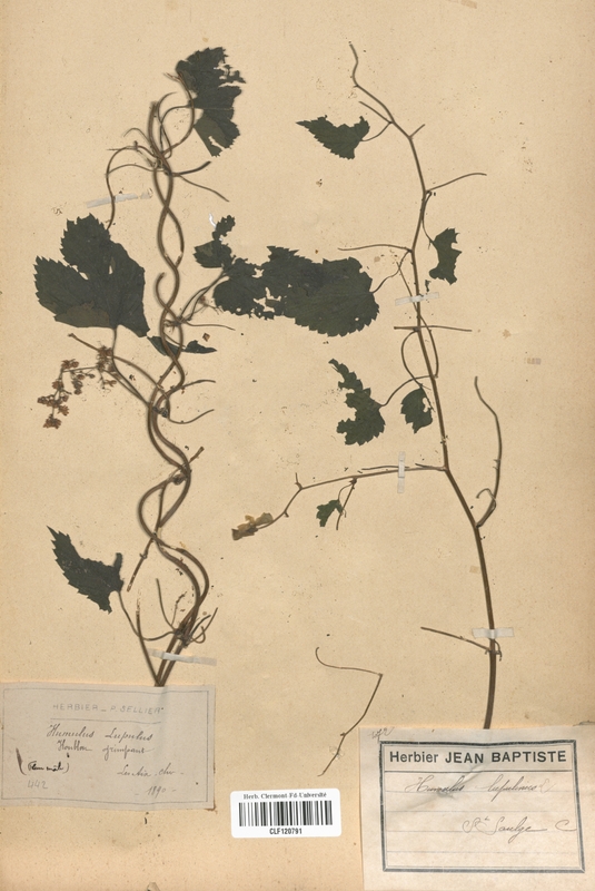 Humulus lupulus (Cannabaceae)