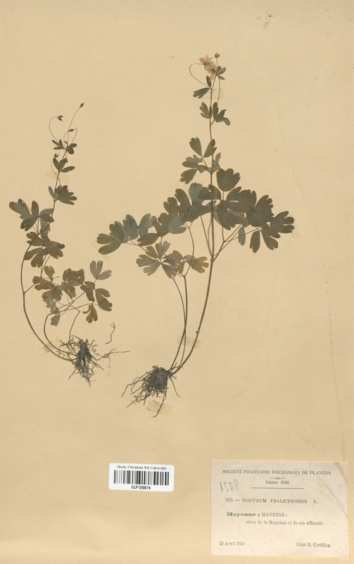 Isopyrum thalictroides (Renonculaceae)