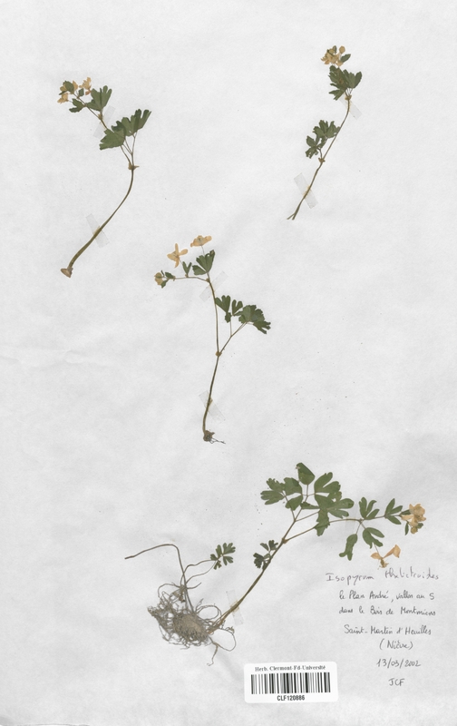 Isopyrum thalictroides (Renonculaceae)