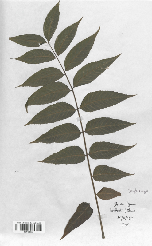 Juglans nigra (Juglandaceae)