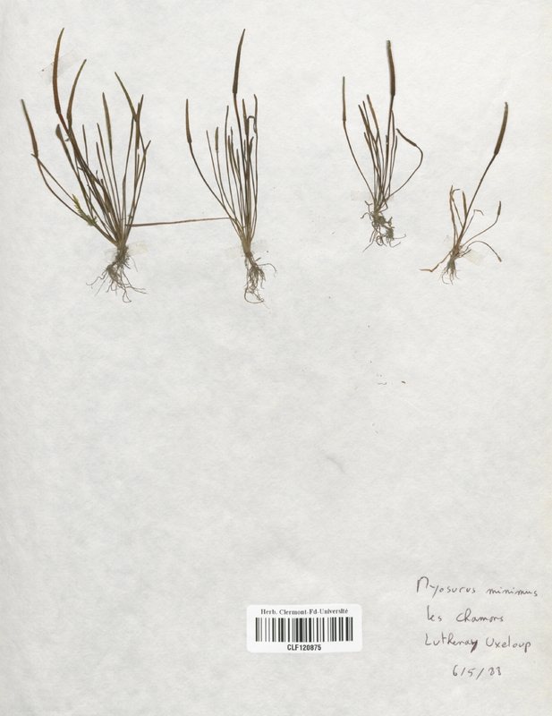 Myosurus minimus (Renonculaceae)