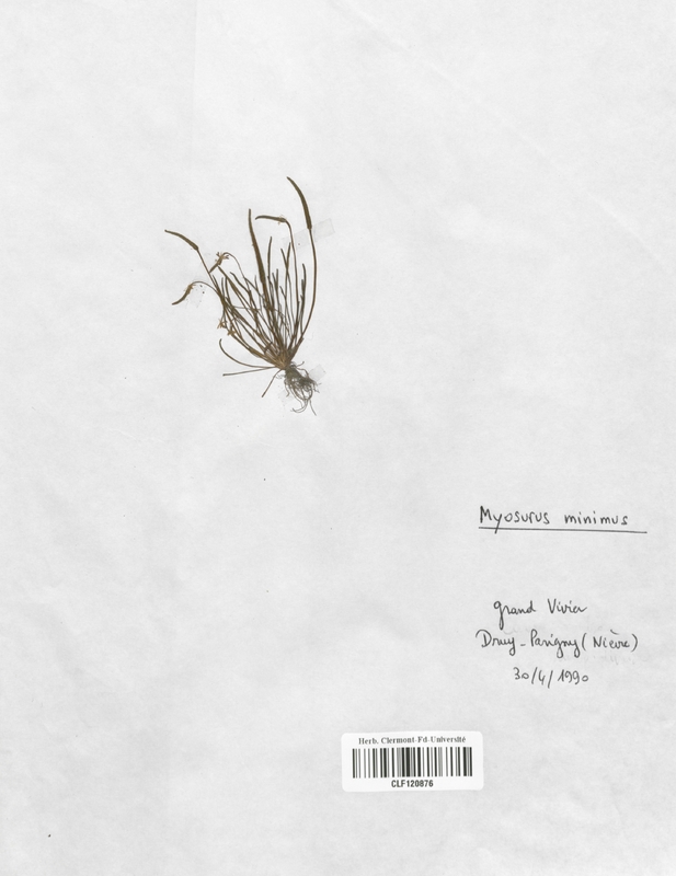 Myosurus minimus (Renonculaceae)