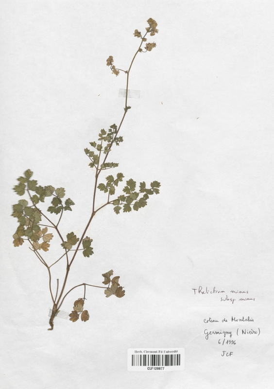 Myosurus minimus (Renonculaceae)