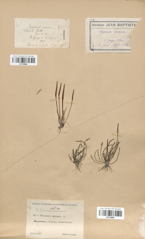Myosurus minimus (Renonculaceae)