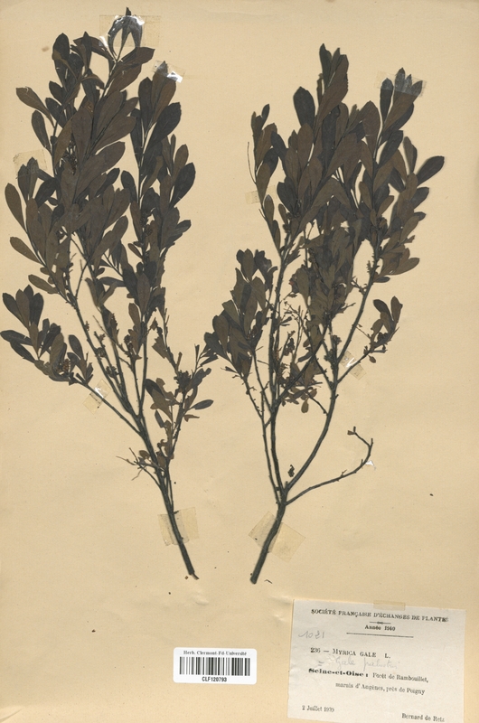Myrica gale (Myricaceae)