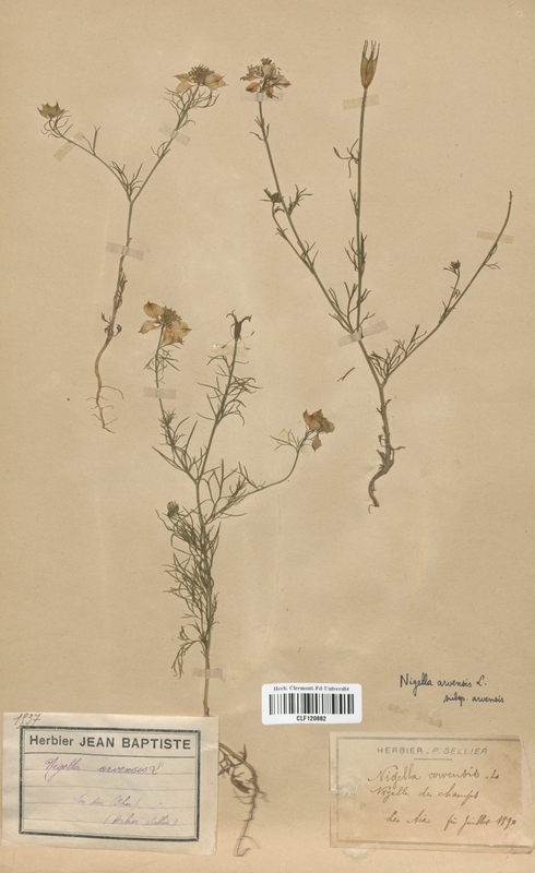 Nigella arvensis (Renonculaceae)