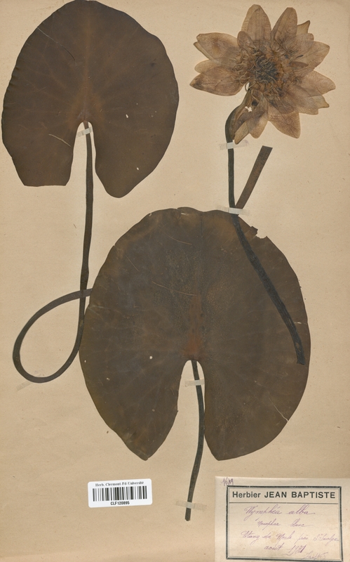 Nymphaea alba (Nymphaeaceae)