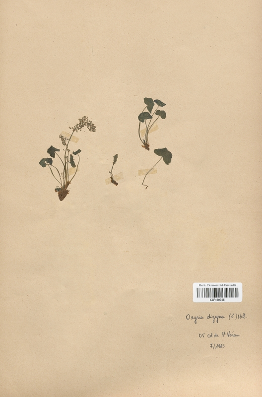 Oxyria digyna (Polygonaceae)