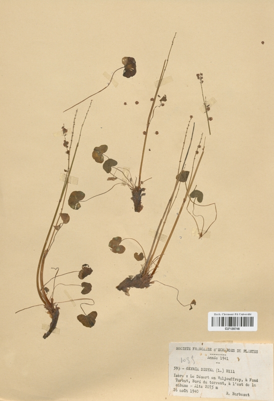 Oxyria digyna (Polygonaceae)