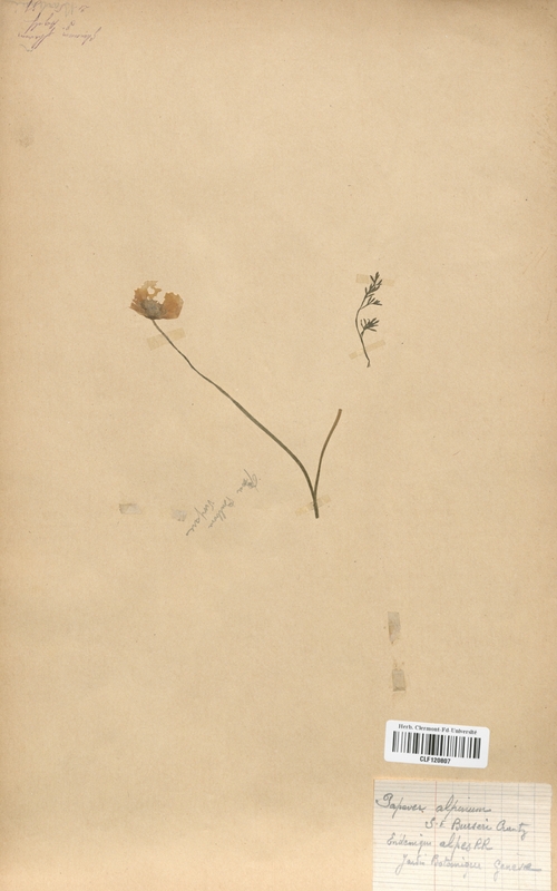 Papaver alpinum burseri (Papaveraceae)