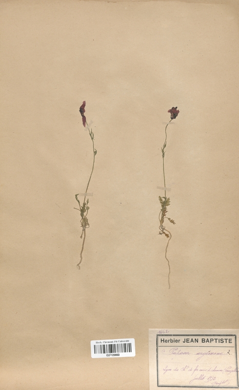 Papaver argemone (Papaveraceae)