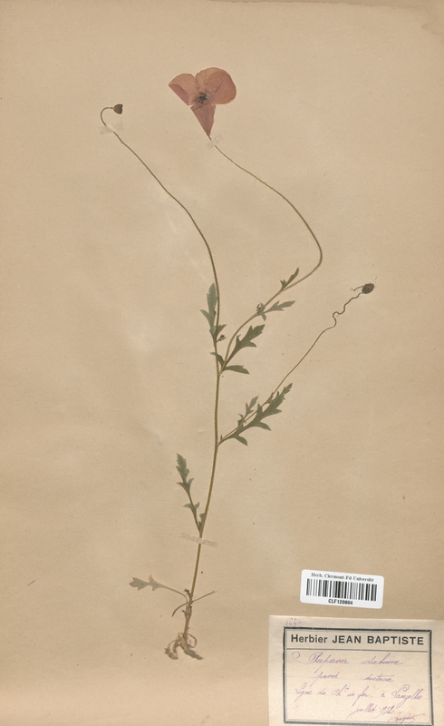 Papaver dubium (Papaveraceae)
