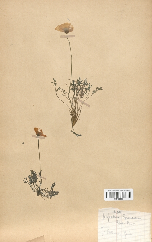 Papaver pyrenaicum (Papaveraceae)