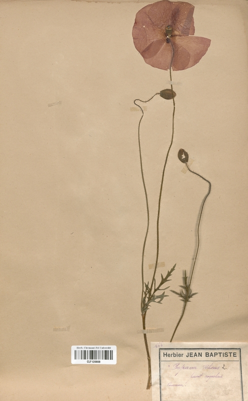 Papaver rhoeas (Papaveraceae)
