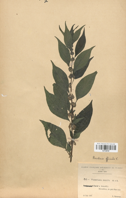 Parietaria erecta (Urticaceae)